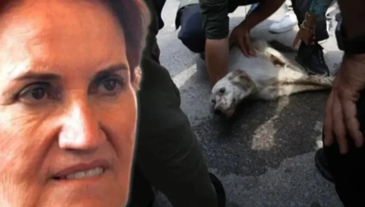 İYİ Parti Genel Başkanı Meral Akşener’in elini ısıran sokak köpeği kurtarılamadı