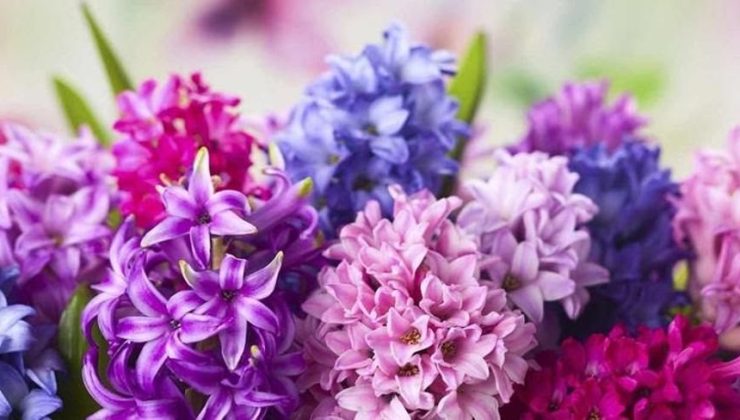 Bakırköy’de Çiçek Siparişi Vermek İçin En İyi Çiçekçiler
